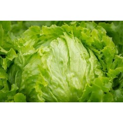 Salade Iceberg