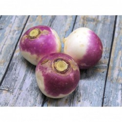 3 à 4  Navets violets