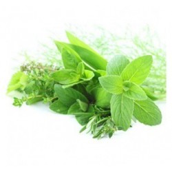 Herbe fine Ciboulette