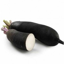 1 Radis noir