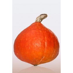 Potimarron