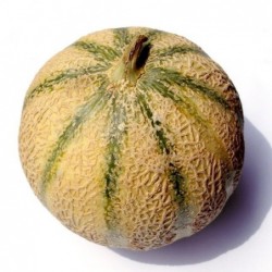melon de type Charentais