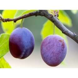 800gr Prunes d Ente