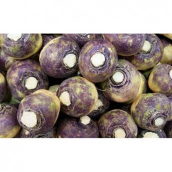 2 Rutabaga