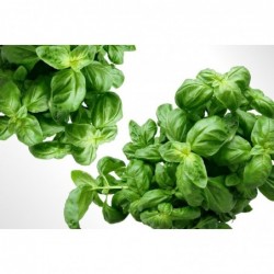 Botte de Basilic