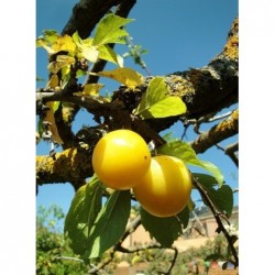 Prunes TC Sun 800 g